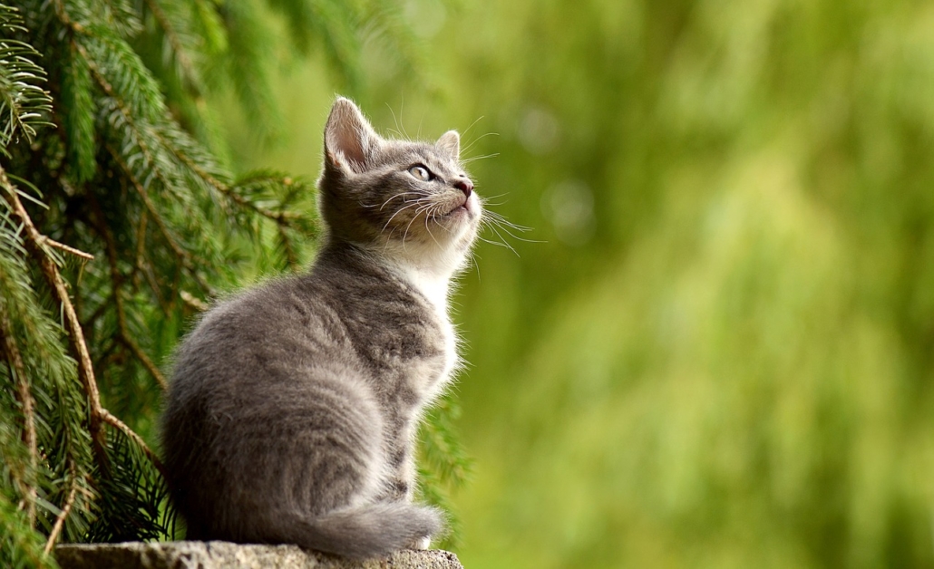 donate phone help animals-cats